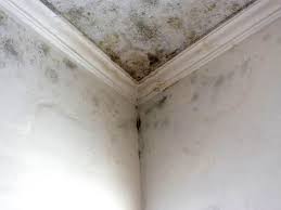 Professional Mold Removal in Southern View, IL